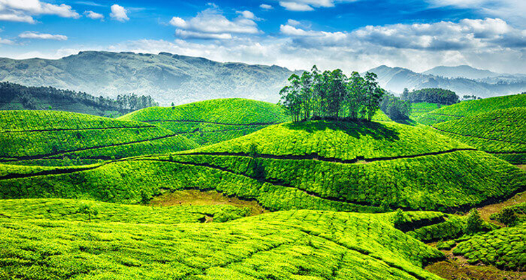 Kodaikanal Thekkady Munnar Alleppey Tours