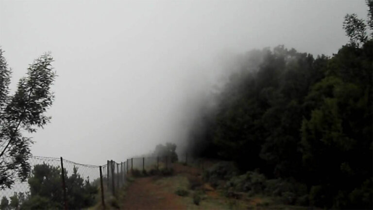 Kodaikanal Forest Tour